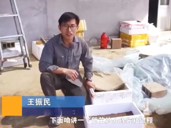 蟲卵分揀裝箱教程